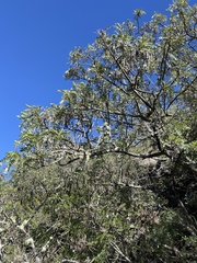 Sophora chrysophylla