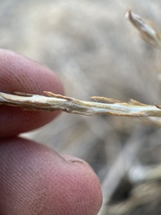 Tetradymia glabrata