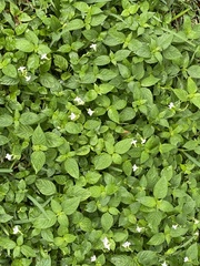Asystasia intrusa