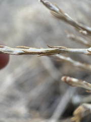 Tetradymia glabrata