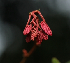 Bauhinia phoenicea (Bauhinia phoenicea)