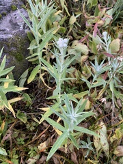 Anaphalis margaritacea