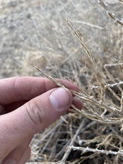 Tetradymia glabrata