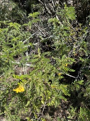 Sophora chrysophylla