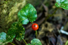 Geophila repens