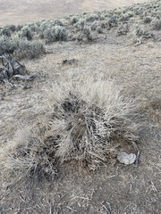 Tetradymia glabrata