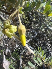 Sophora chrysophylla