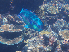 Chlorurus microrhinos