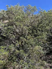 Sophora chrysophylla