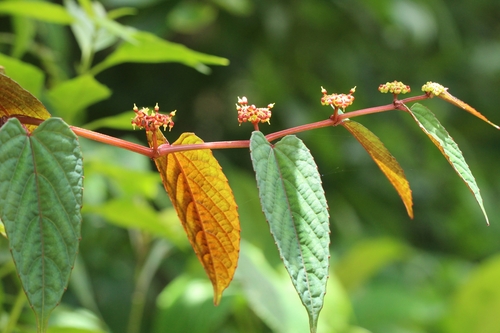 Climbing begonia (Cissus discolor)