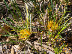 Banksia dallanneyi