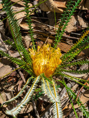 Banksia dallanneyi