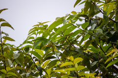 Lagerstroemia tomentosa