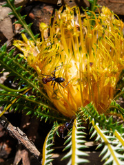 Banksia dallanneyi