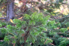 Abies sibirica
