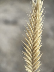 Agropyron cristatum