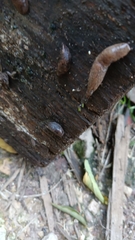 Limax maximus