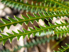 Banksia dallanneyi