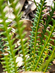 Banksia dallanneyi