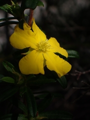 Hibbertia riparia
