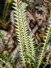 Banksia dallanneyi