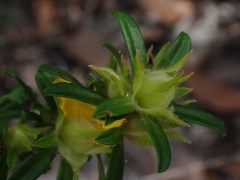 Hibbertia riparia