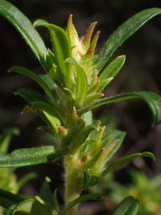 Hibbertia riparia
