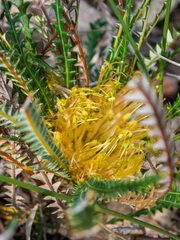 Banksia dallanneyi