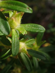 Hibbertia riparia