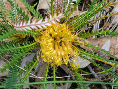 Banksia dallanneyi