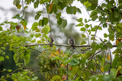 Pycnonotus aurigaster