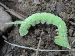 Smerinthinae