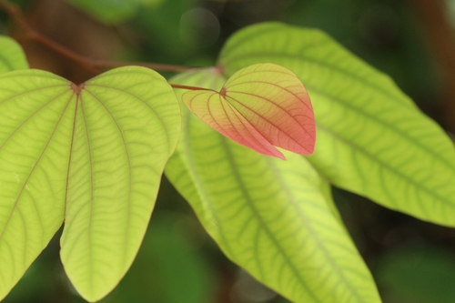 Bauhinia phoenicea
