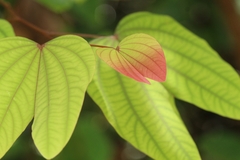Bauhinia phoenicea