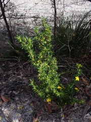 Hibbertia riparia