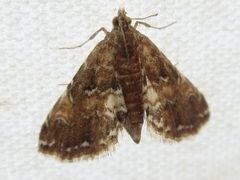 Elophila turbata