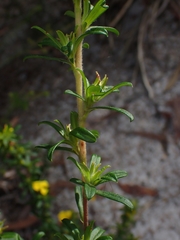 Hibbertia riparia