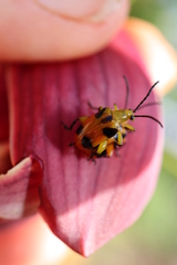 Stethopachys formosa