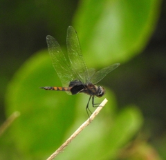 Tramea limbata