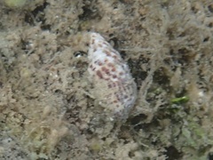 Cerithium