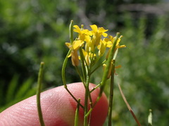 Erysimum cheiranthoides