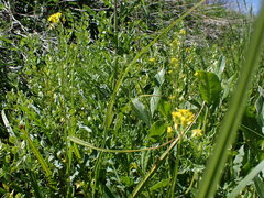 Erysimum cheiranthoides