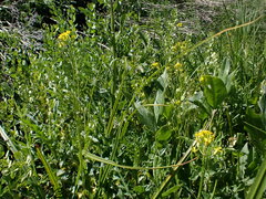 Erysimum cheiranthoides
