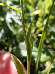 Erysimum cheiranthoides