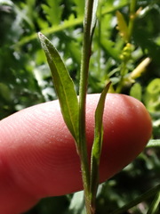 Erysimum cheiranthoides
