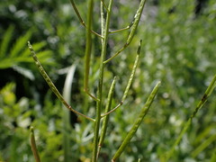 Erysimum cheiranthoides