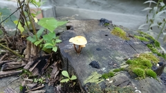 Kuehneromyces mutabilis