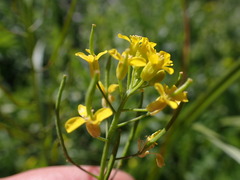 Erysimum cheiranthoides