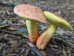 Lanmaoa carminipes