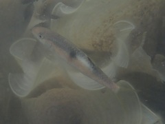 Parupeneus multifasciatus